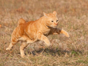 orange cat runs
