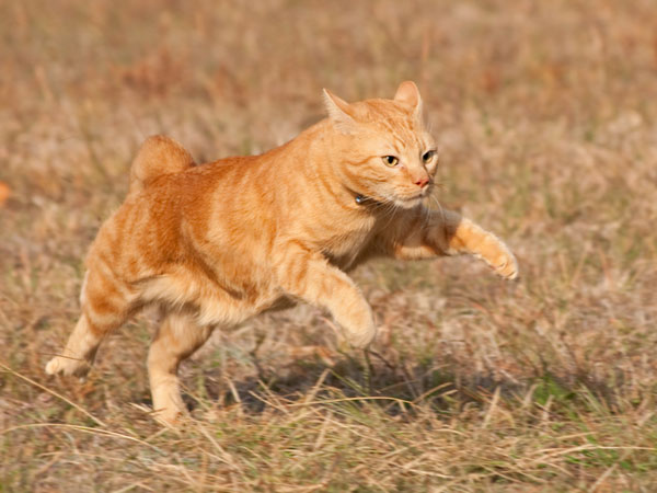 orange-cat-runs