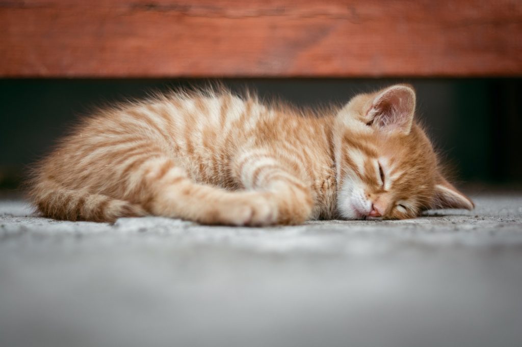 Sleeping cat