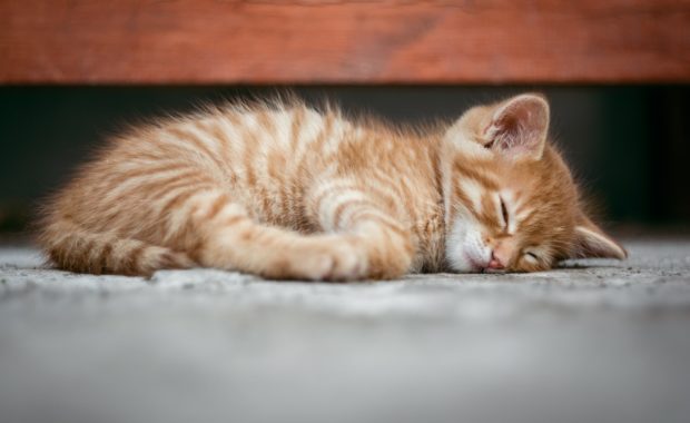 Sleeping cat