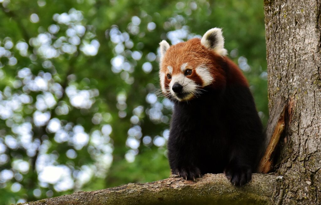 Un panda rosso